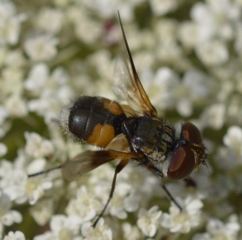 Réf. 291 999 : Ectophasia sp.